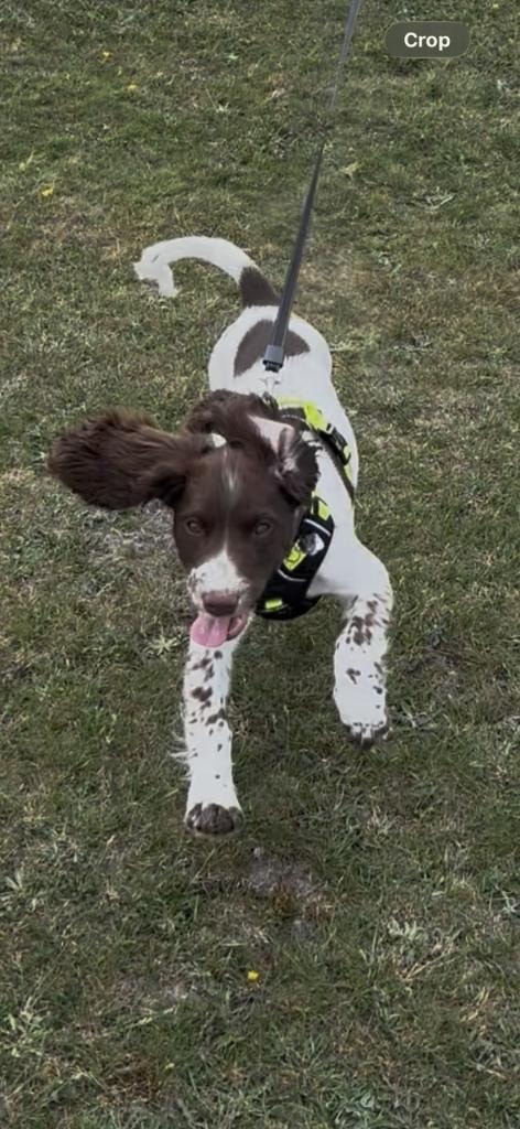 Nala sitting on the decking