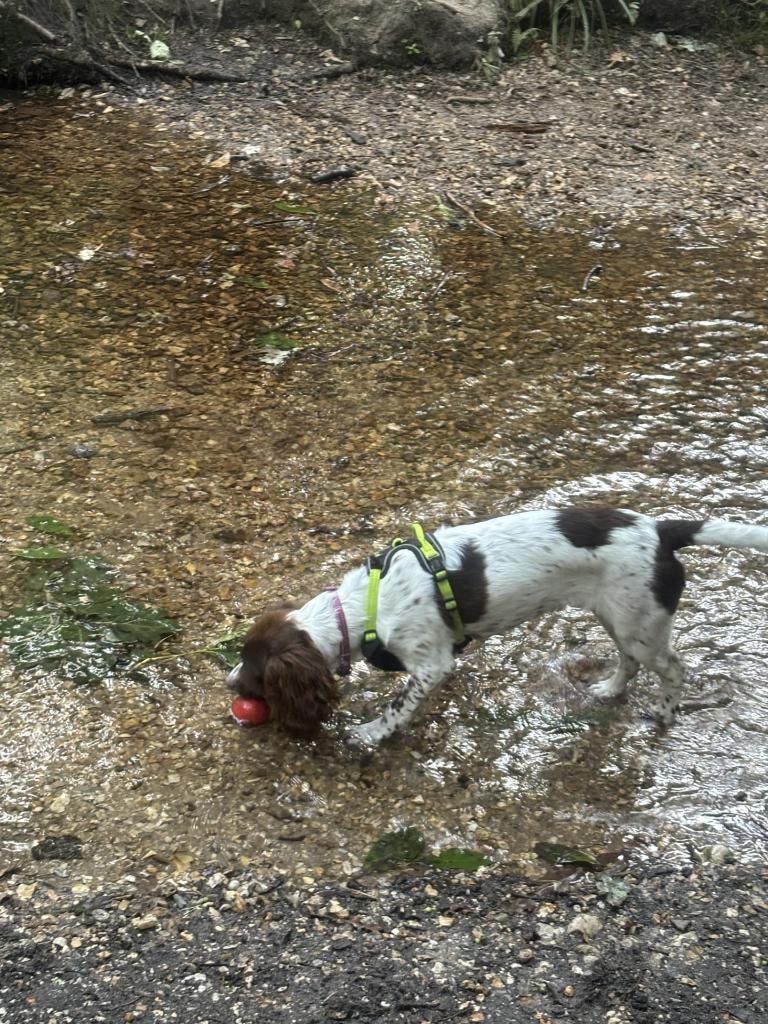 Nala playing in a stream with a ball